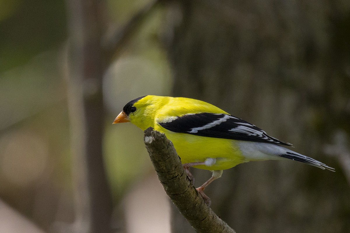 American Goldfinch - Maurice Pitre
