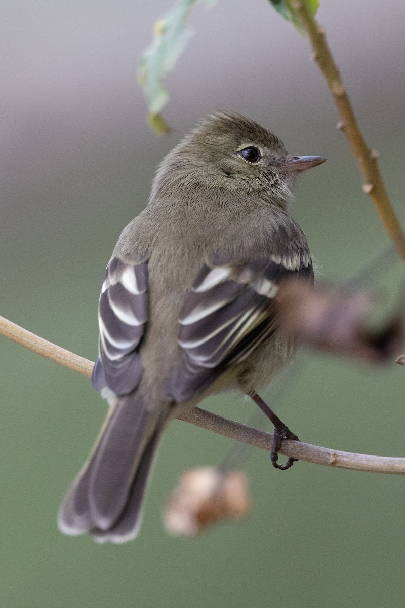 Small-billed Elaenia - Lutz Duerselen