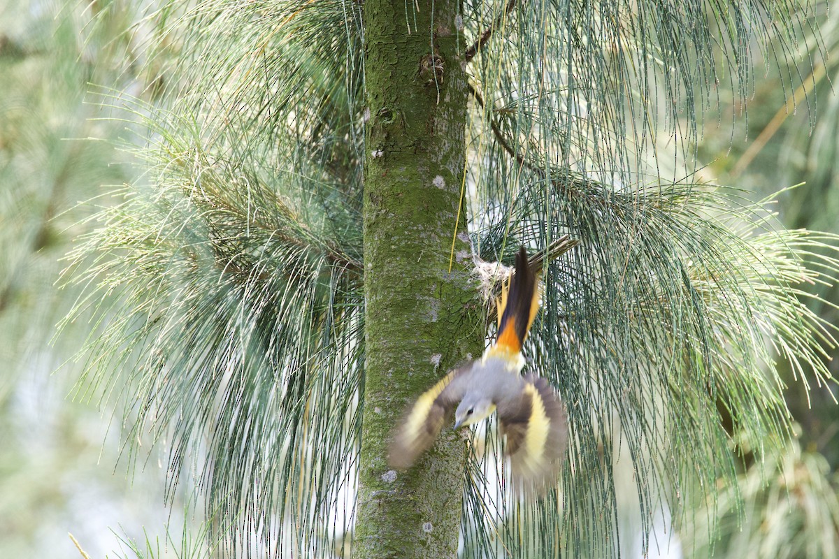 Small Minivet - ML619341477