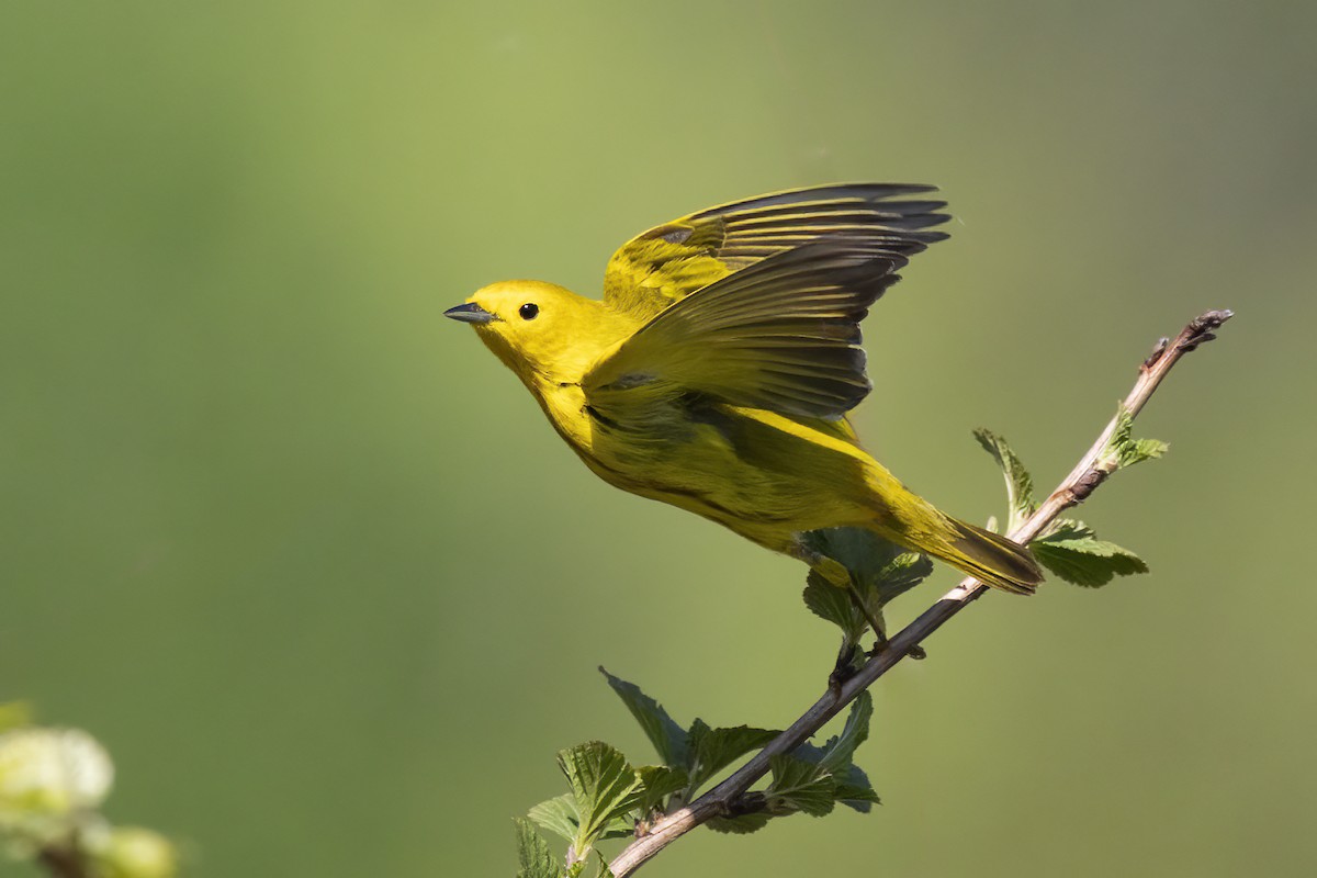 Yellow Warbler - Maurice Pitre