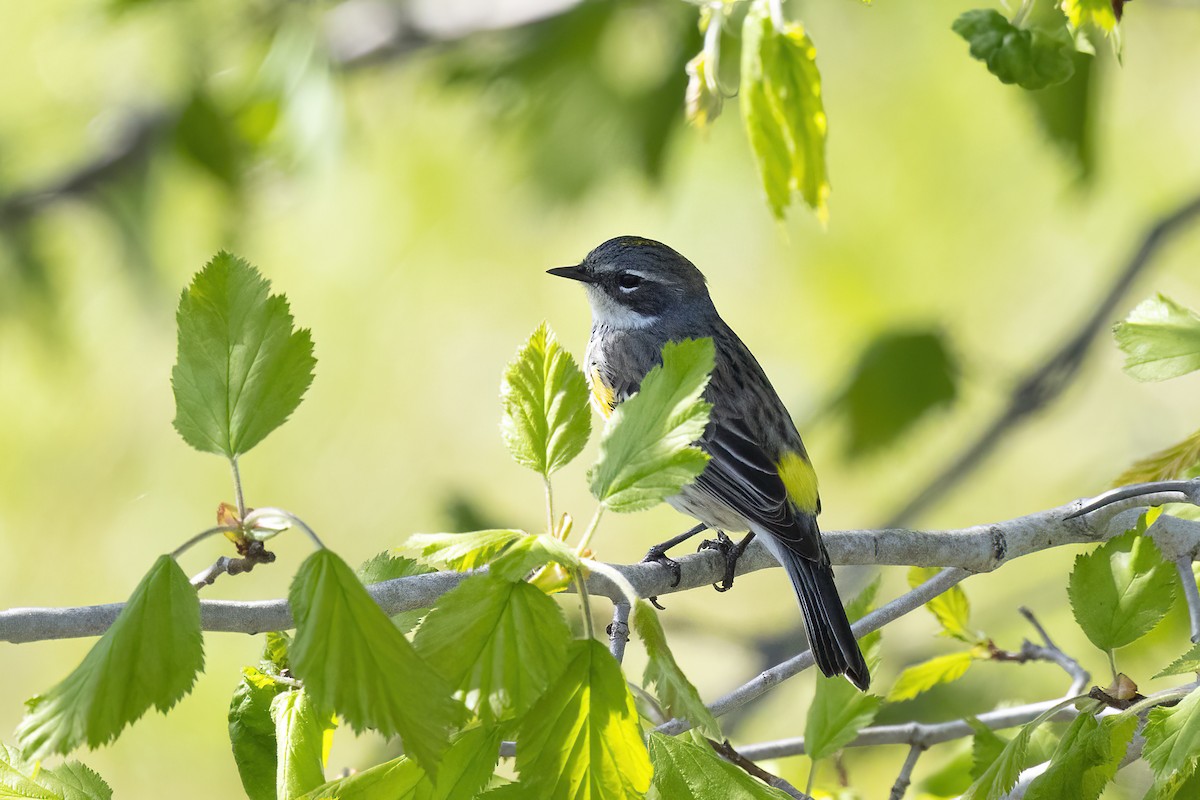 Yellow-rumped Warbler - Maurice Pitre