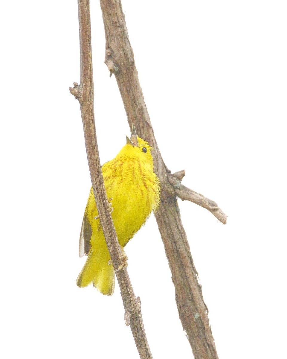 Yellow Warbler - Ginette Brosseau