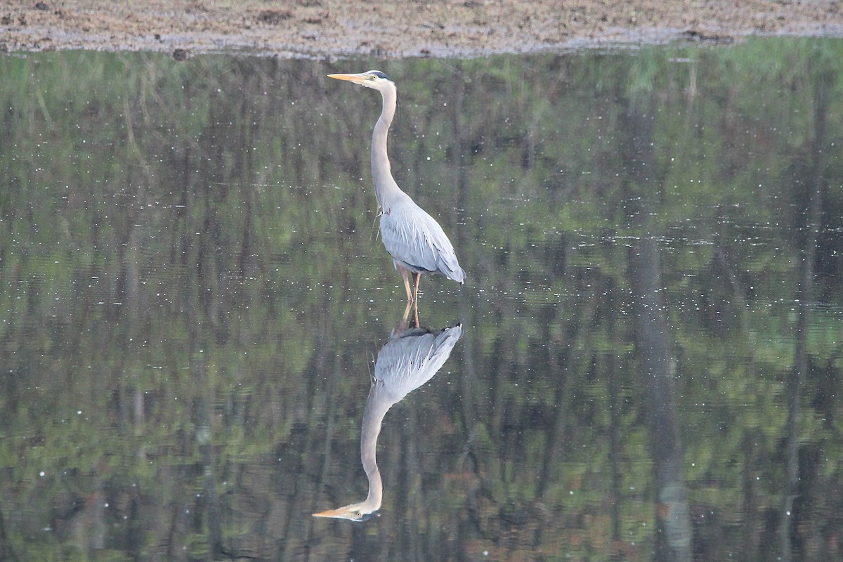 Great Blue Heron - Jeff Baughman