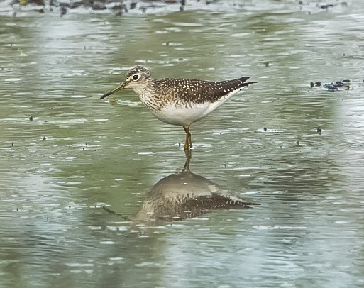 コシグロクサシギ - ML619341512