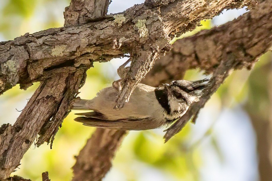 Bridled Titmouse - LAURA FRAZIER