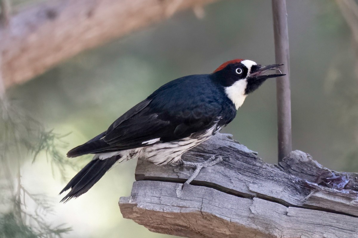 Acorn Woodpecker - LAURA FRAZIER