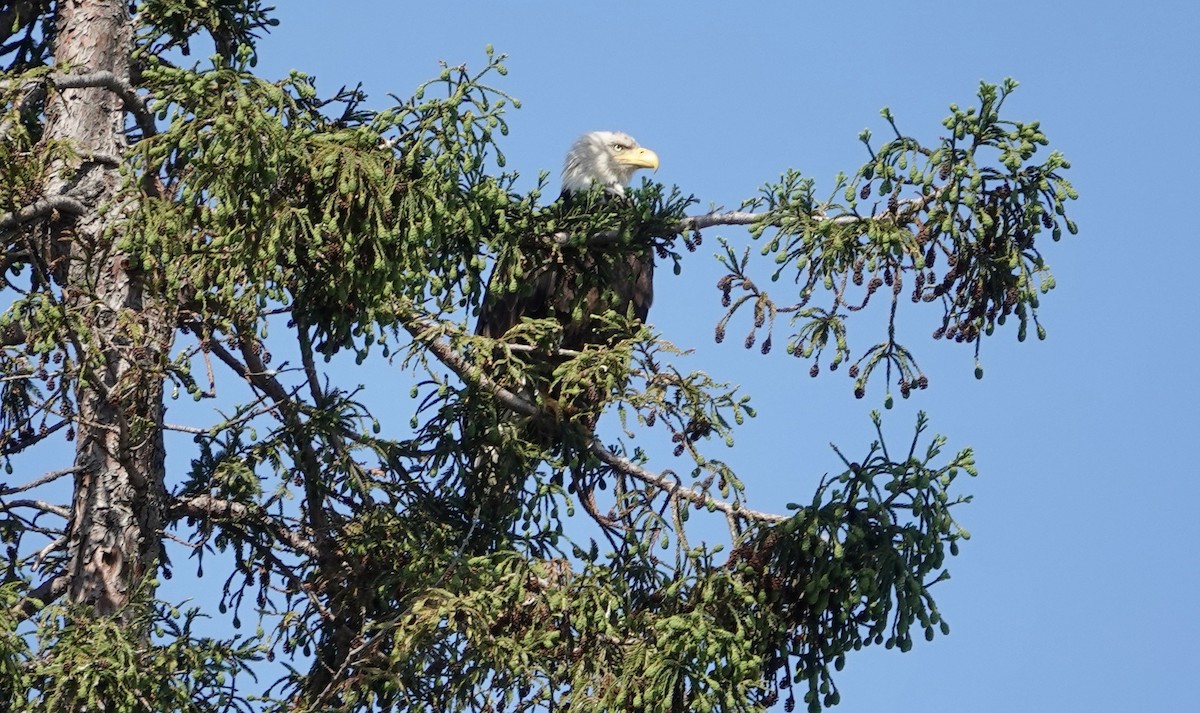 Bald Eagle - TK Birder