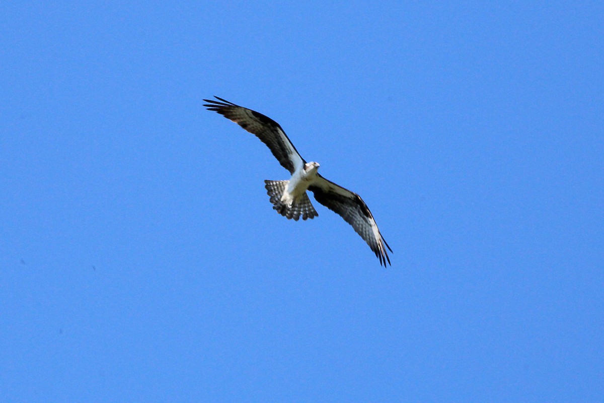 Osprey - Jeff Baughman