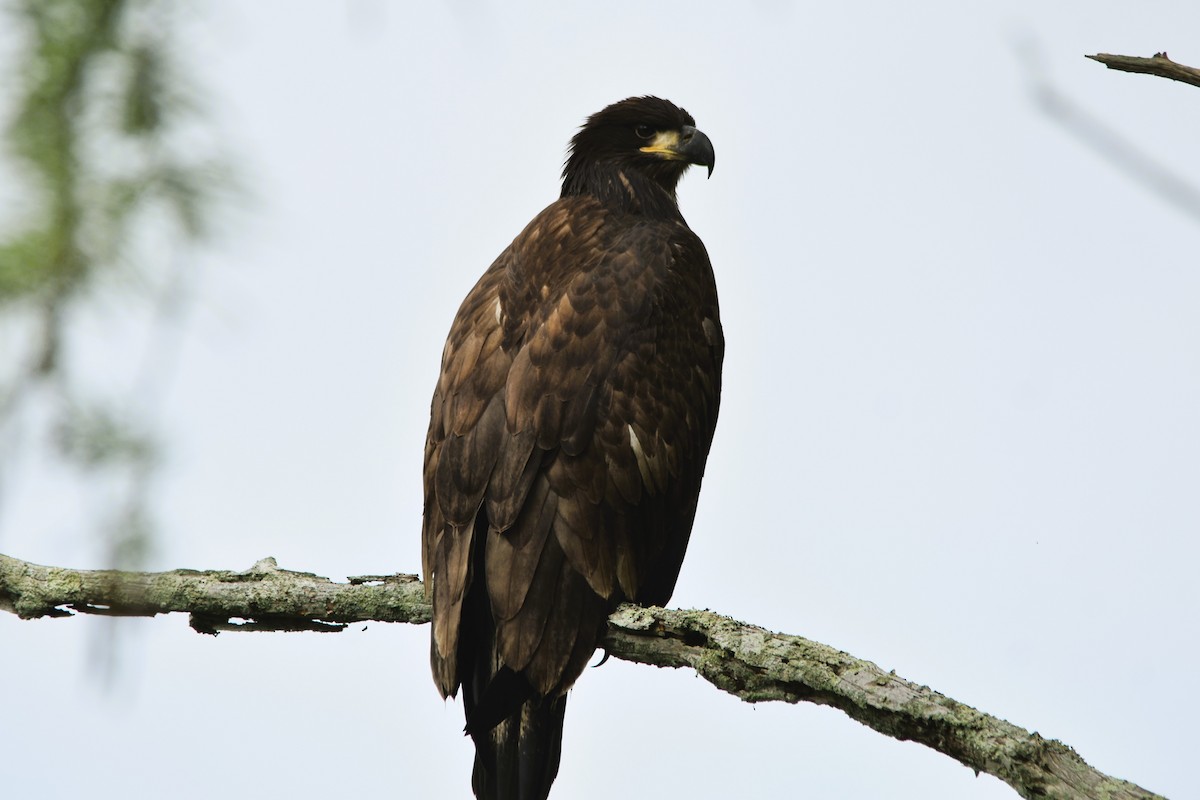 Bald Eagle - Mark Greene