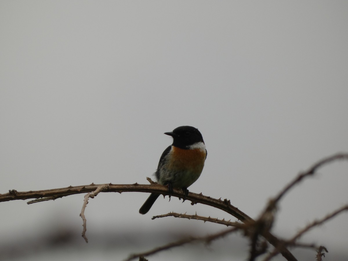 European Stonechat - ML619341606