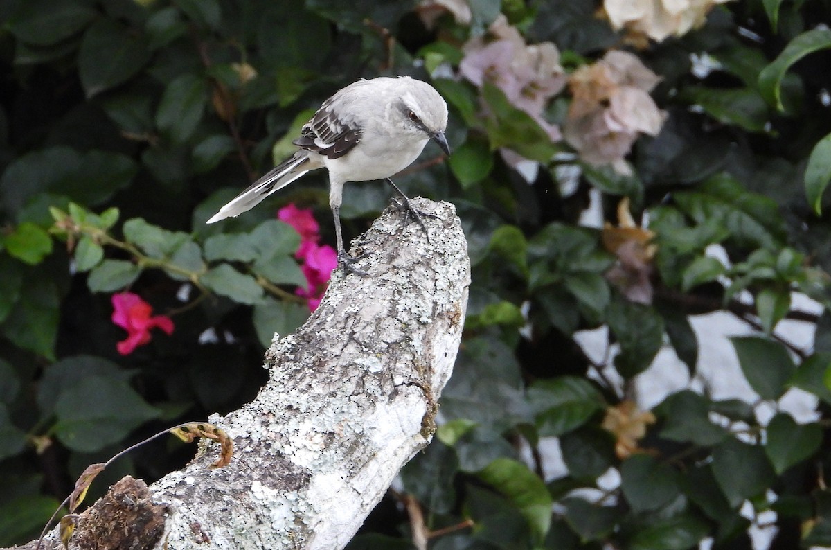 Tropical Mockingbird - Manuel Pérez R.