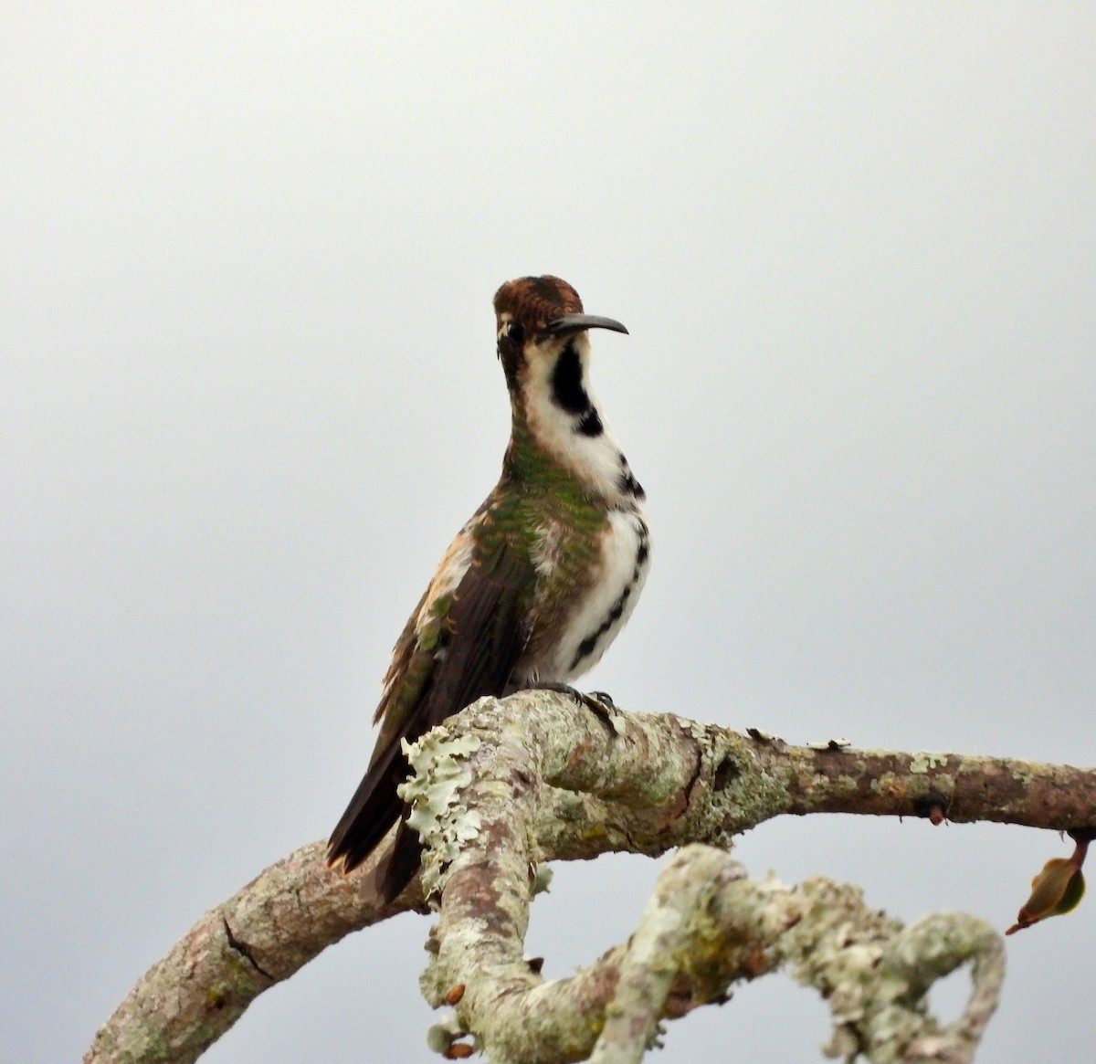 Green-breasted Mango - Manuel Pérez R.