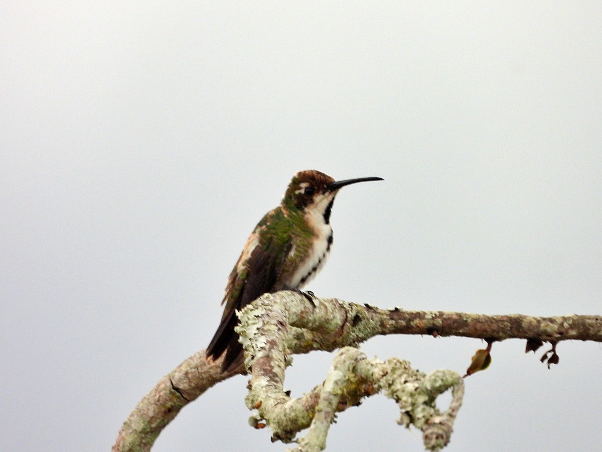 Green-breasted Mango - Manuel Pérez R.