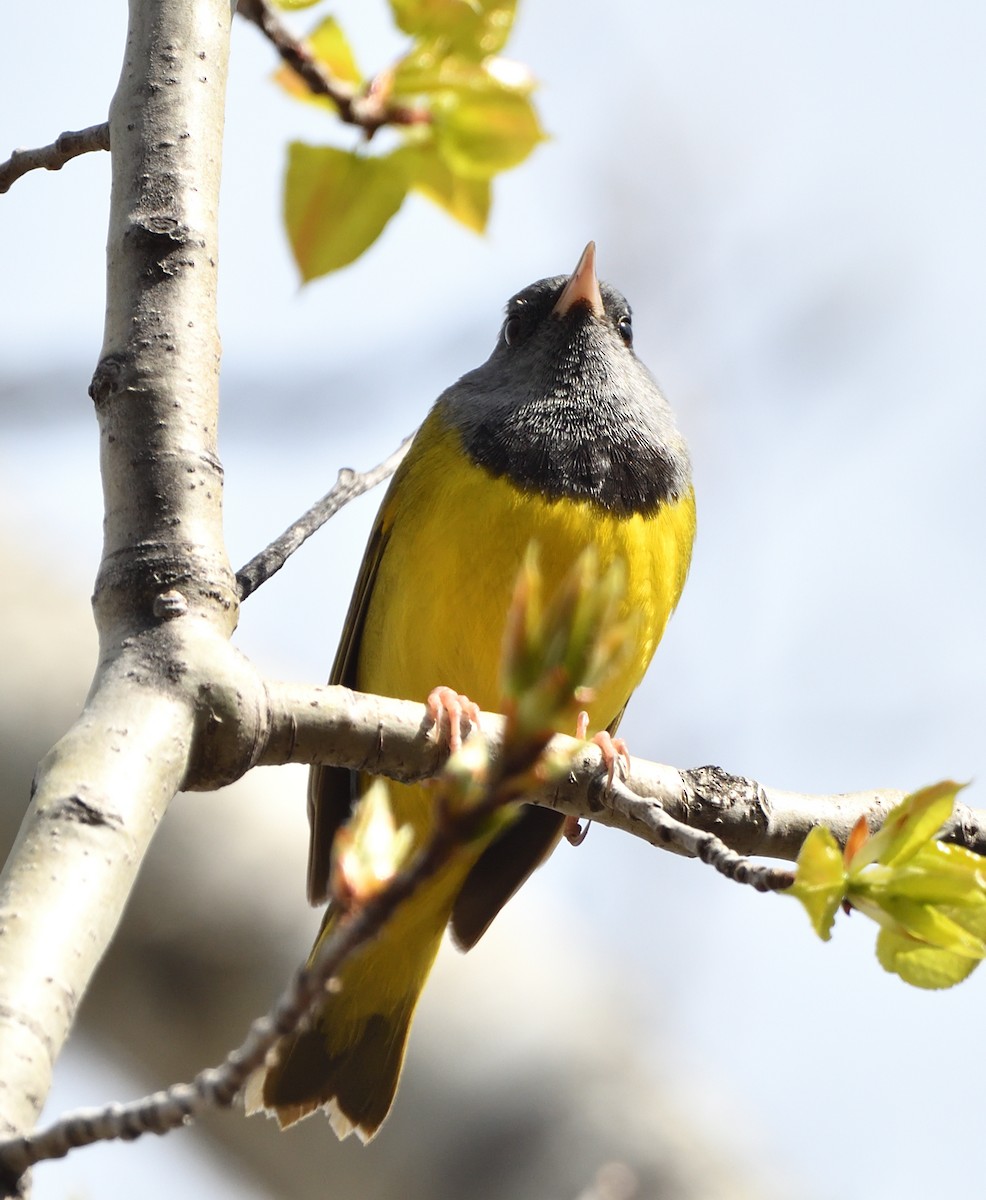 Mourning Warbler - Sylvain Dallaire