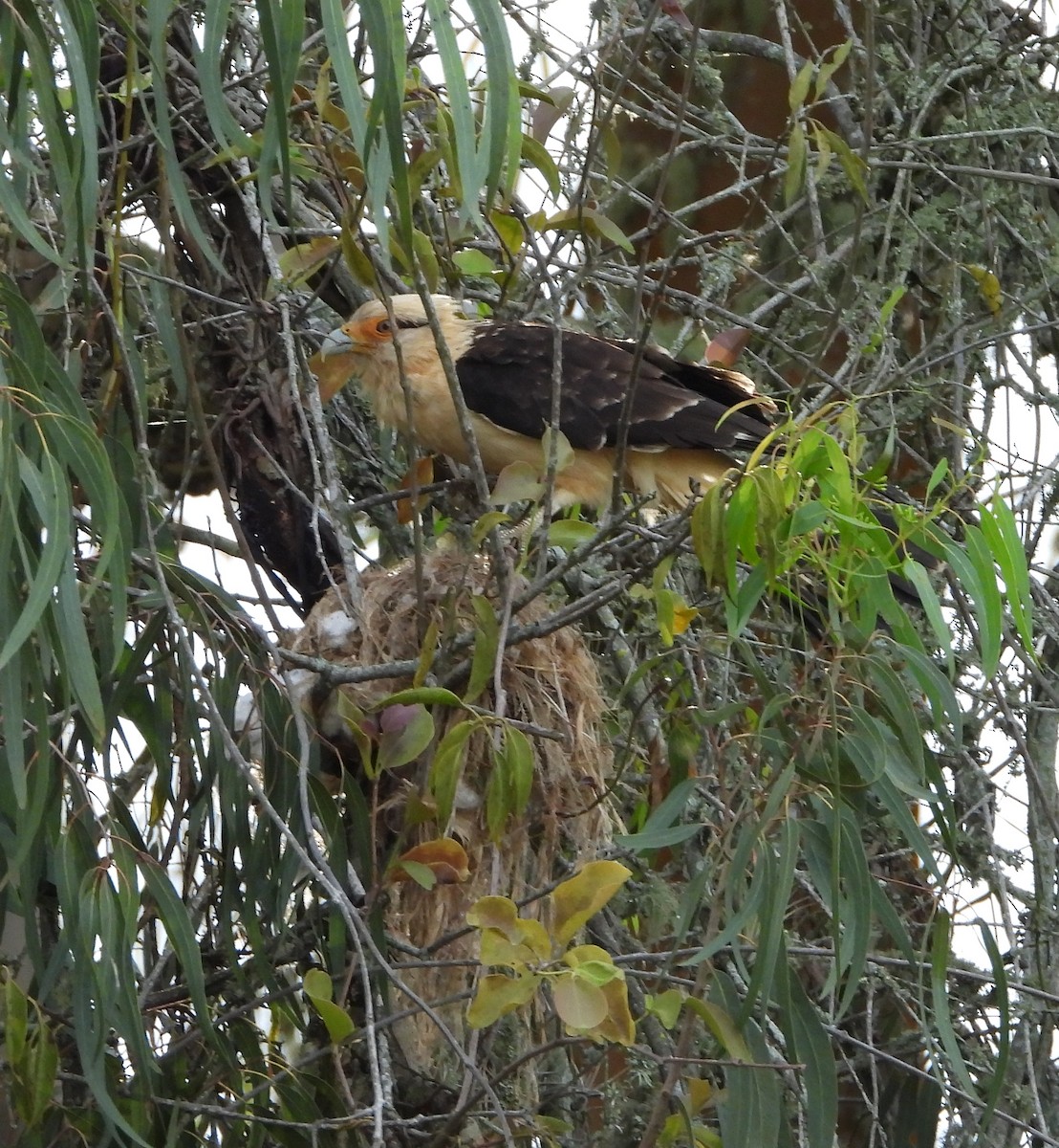 Yellow-headed Caracara - Manuel Pérez R.