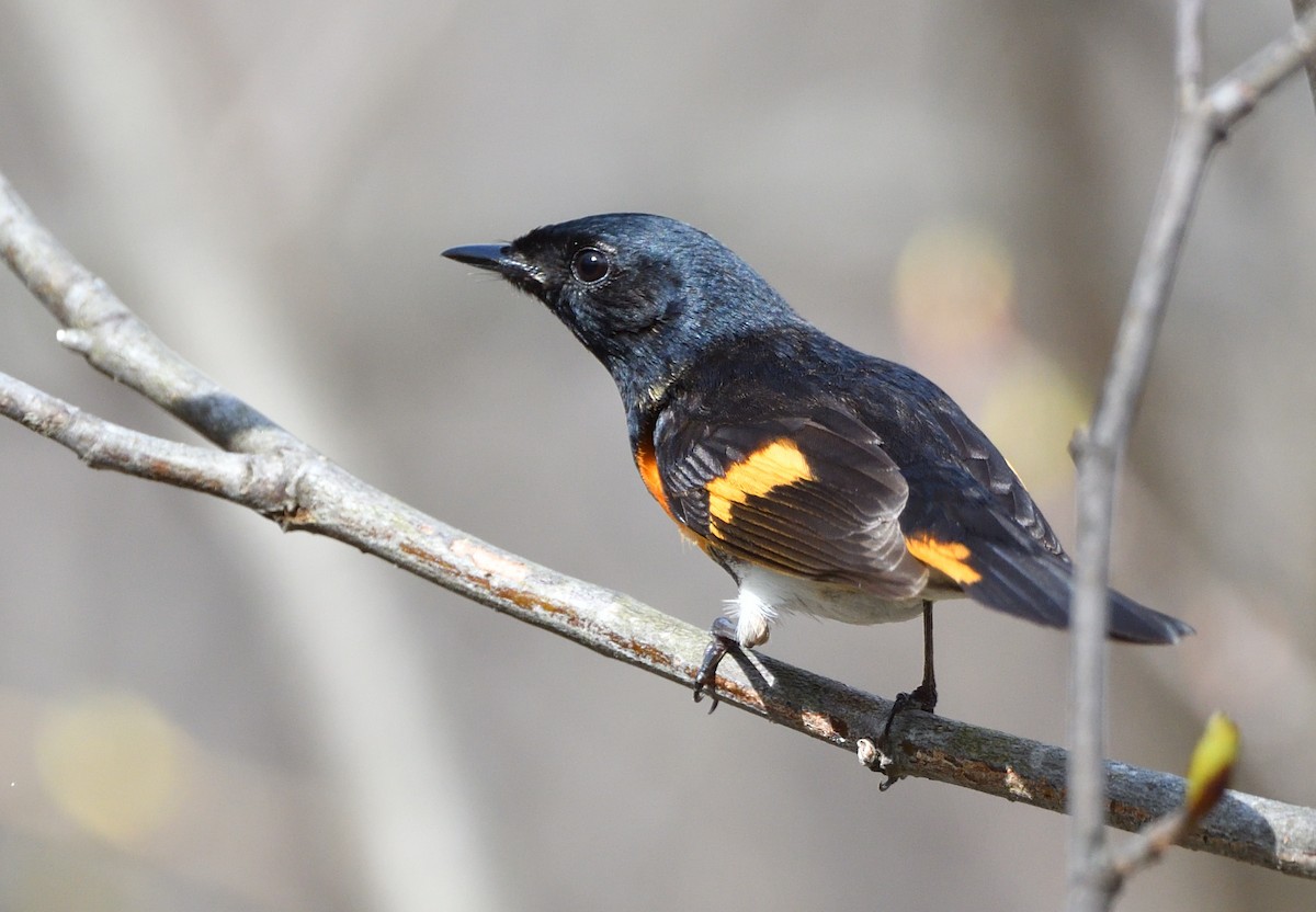 American Redstart - Sylvain Dallaire