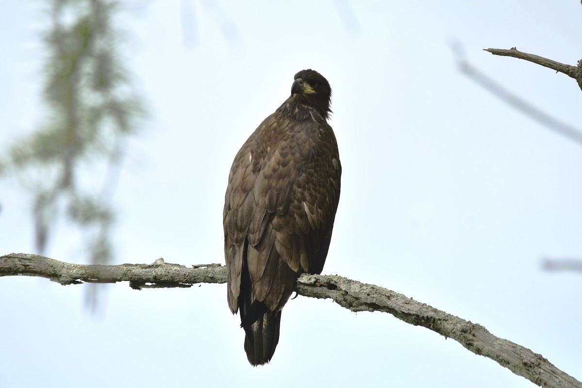 Bald Eagle - ML619341648