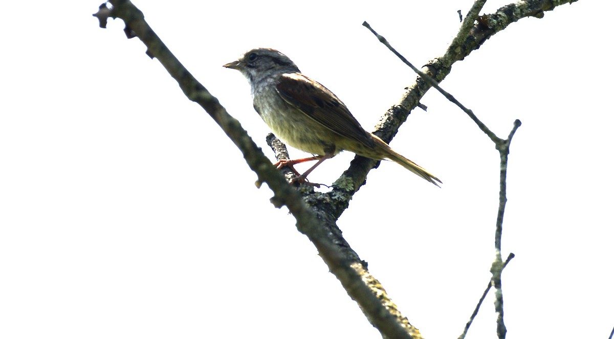 Swamp Sparrow - Spencer Vanderhoof