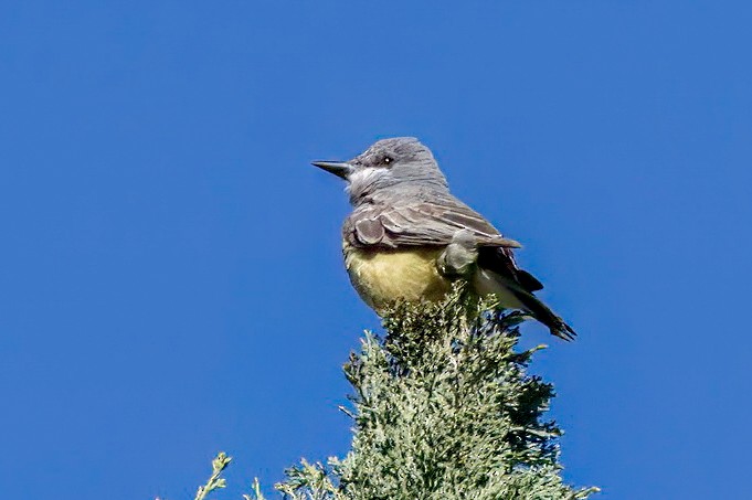 Cassin's Kingbird - LAURA FRAZIER