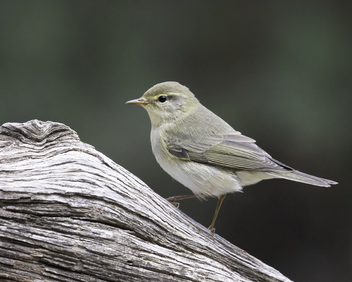 Willow Warbler - ML619341700