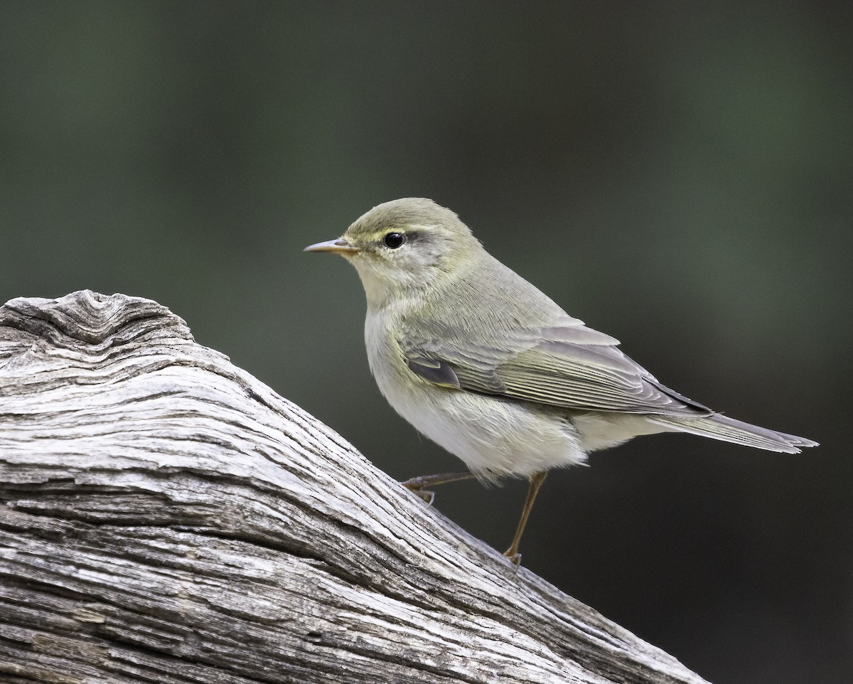 Western Bonelli's Warbler - Miguel Flor Hernández