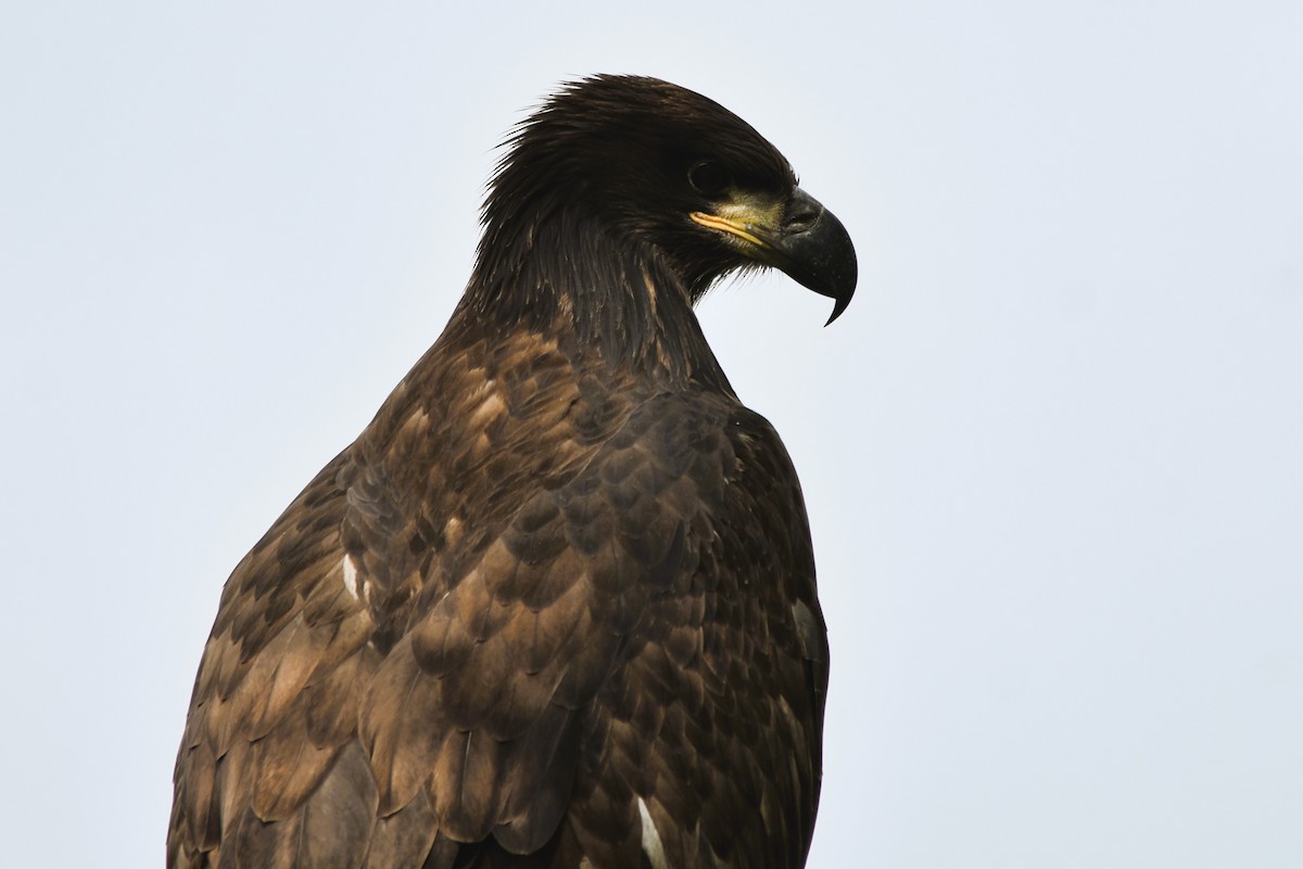 Bald Eagle - Mark Greene