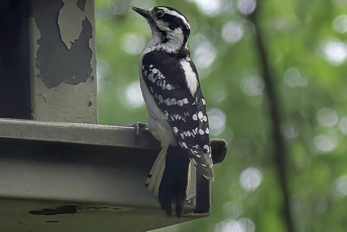 Hairy Woodpecker - Jim Tonkinson