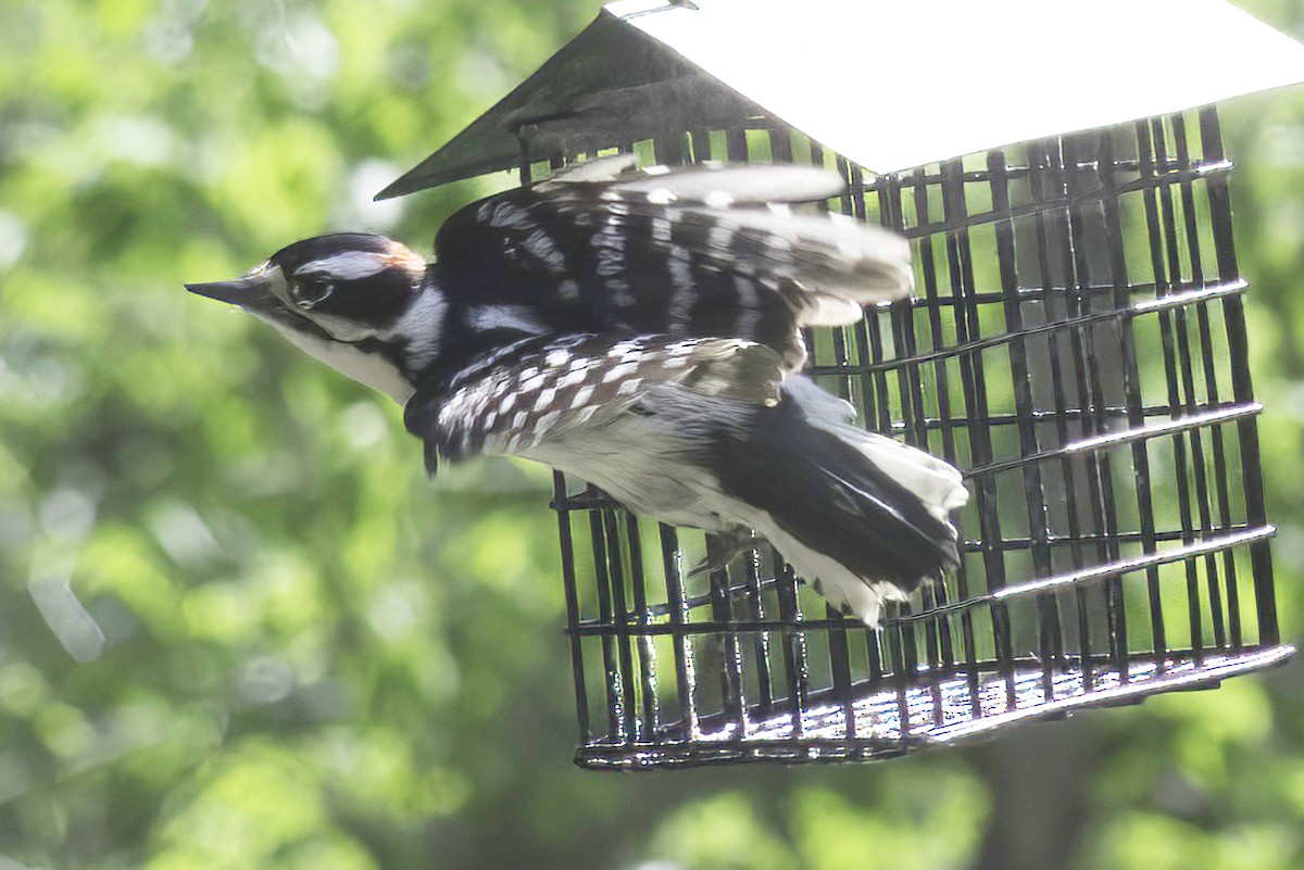 Hairy Woodpecker - Jim Tonkinson