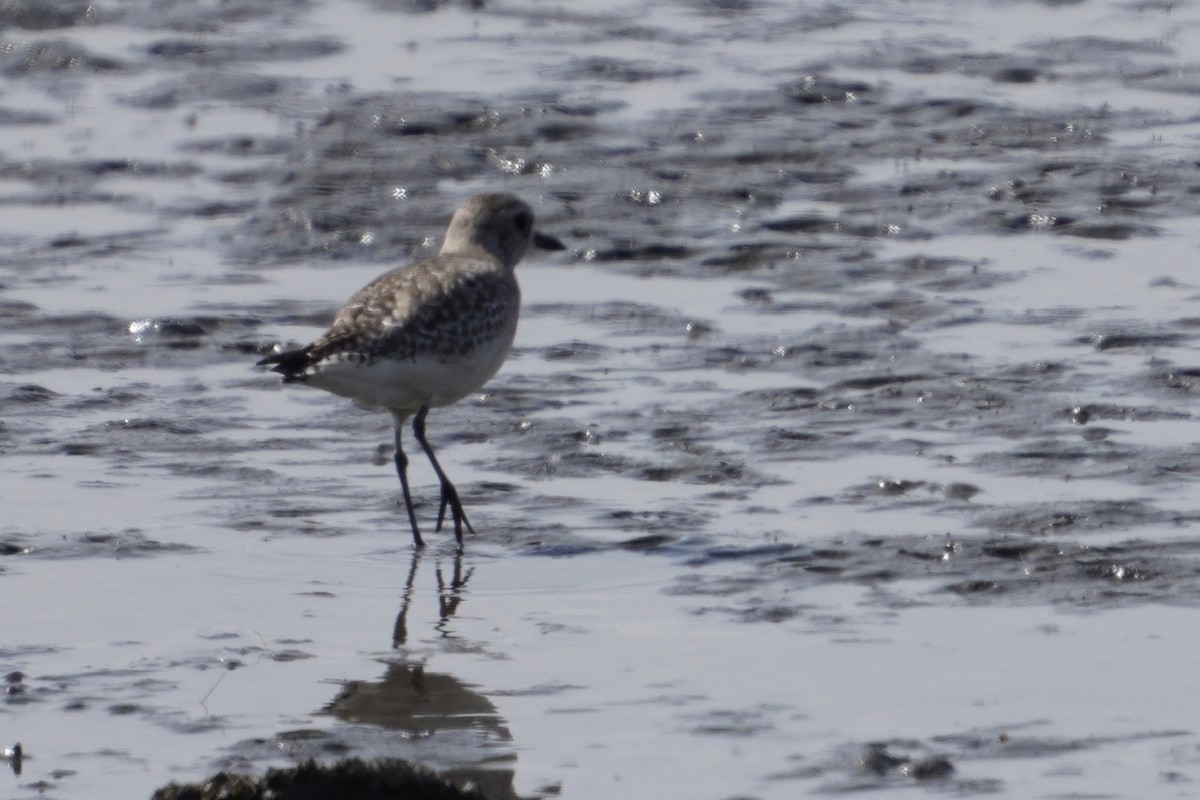 Black-bellied Plover - ML619341717