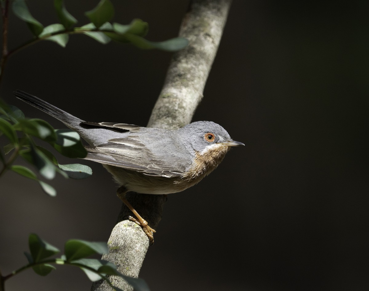 Western Subalpine Warbler - ML619341722