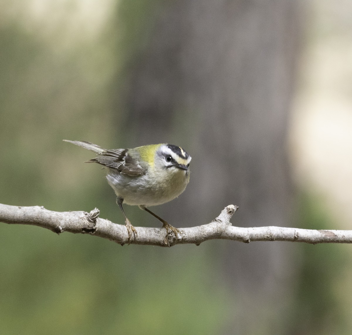 Common Firecrest - ML619341738