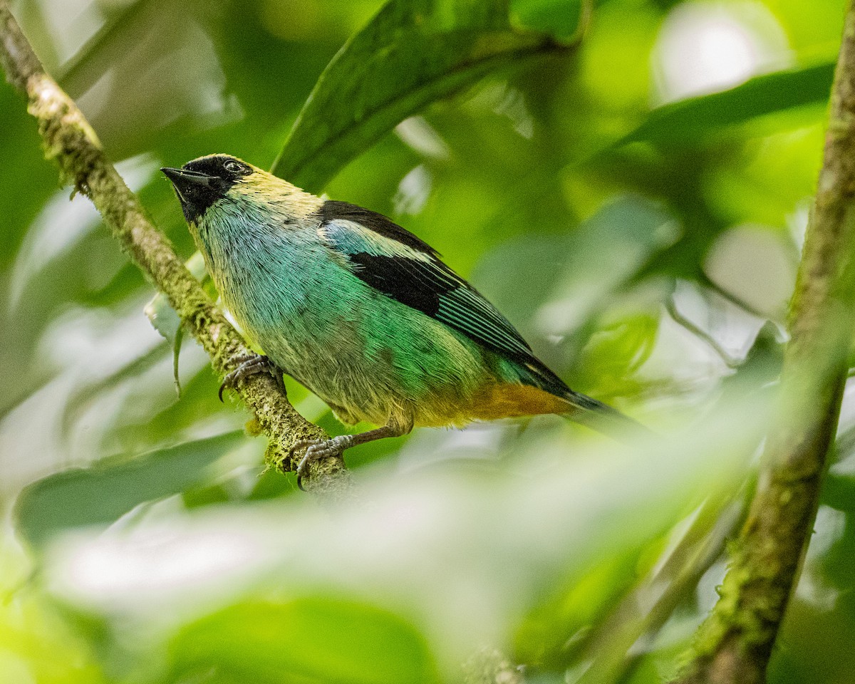 Metallic-green Tanager - Esteban Ortiz