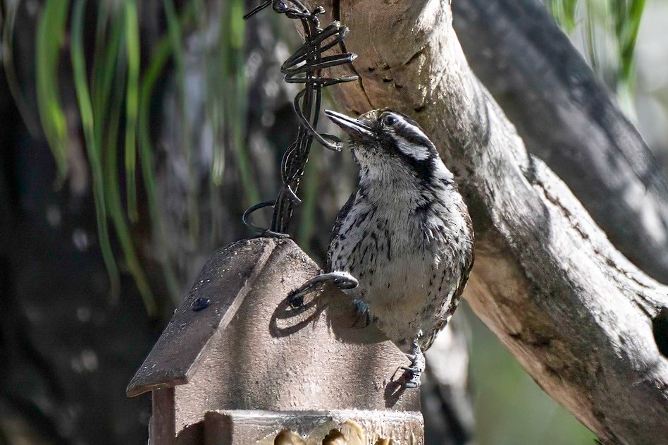 Ladder-backed Woodpecker - LAURA FRAZIER