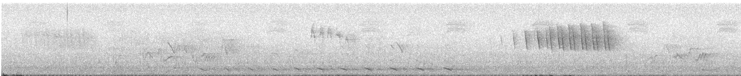Chevêchette naine (groupe californicum) - ML619341769