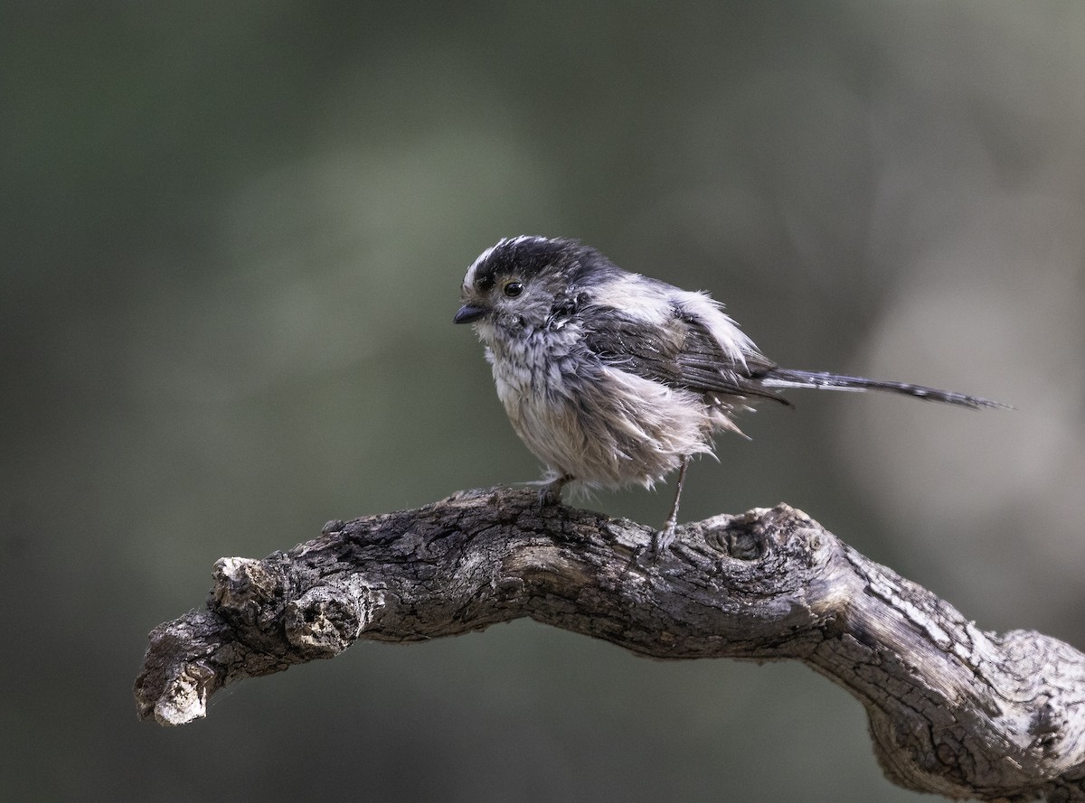 Long-tailed Tit - ML619341770
