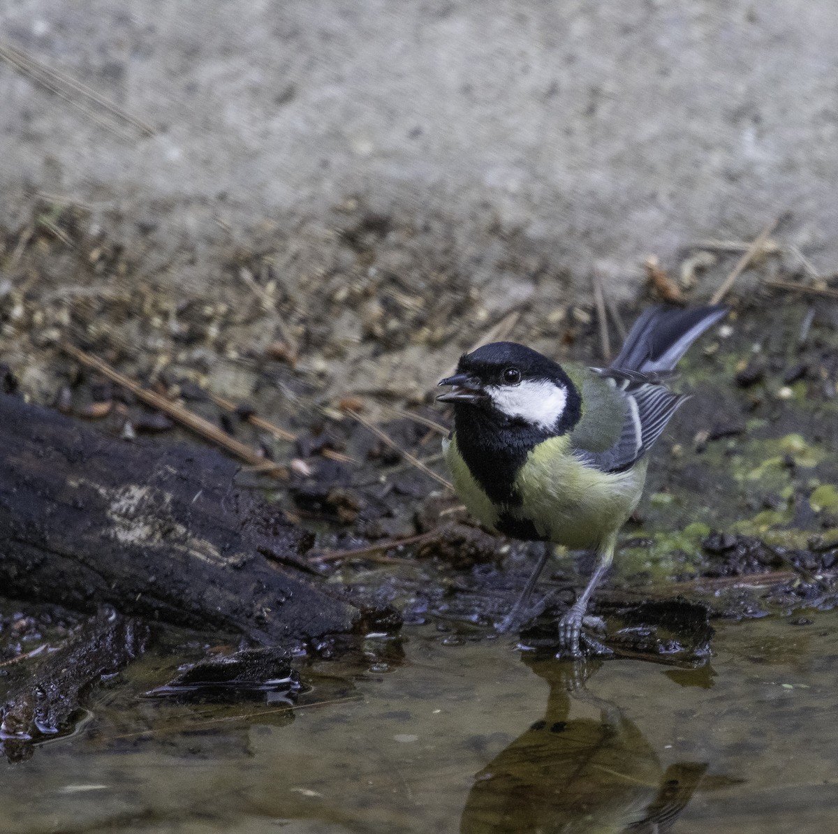 Great Tit - ML619341784