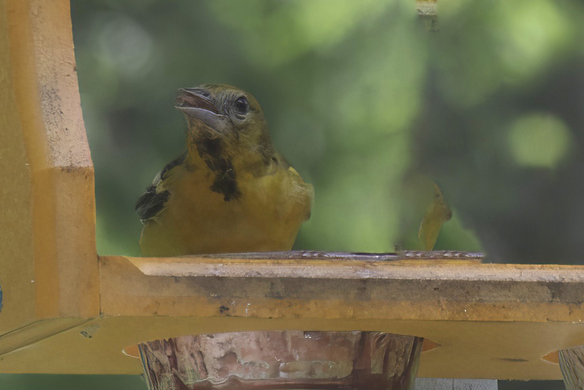 Baltimore Oriole - ML619341789