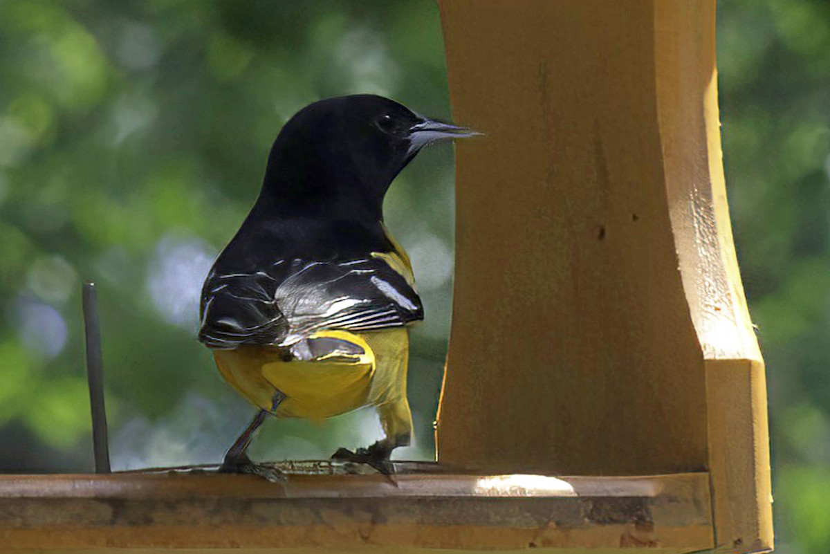 Baltimore Oriole - Jim Tonkinson