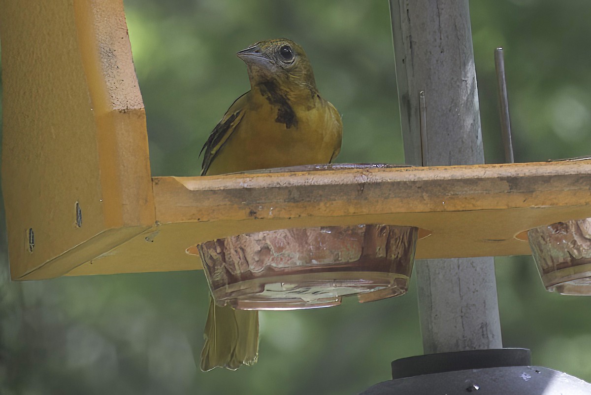 Baltimore Oriole - ML619341797