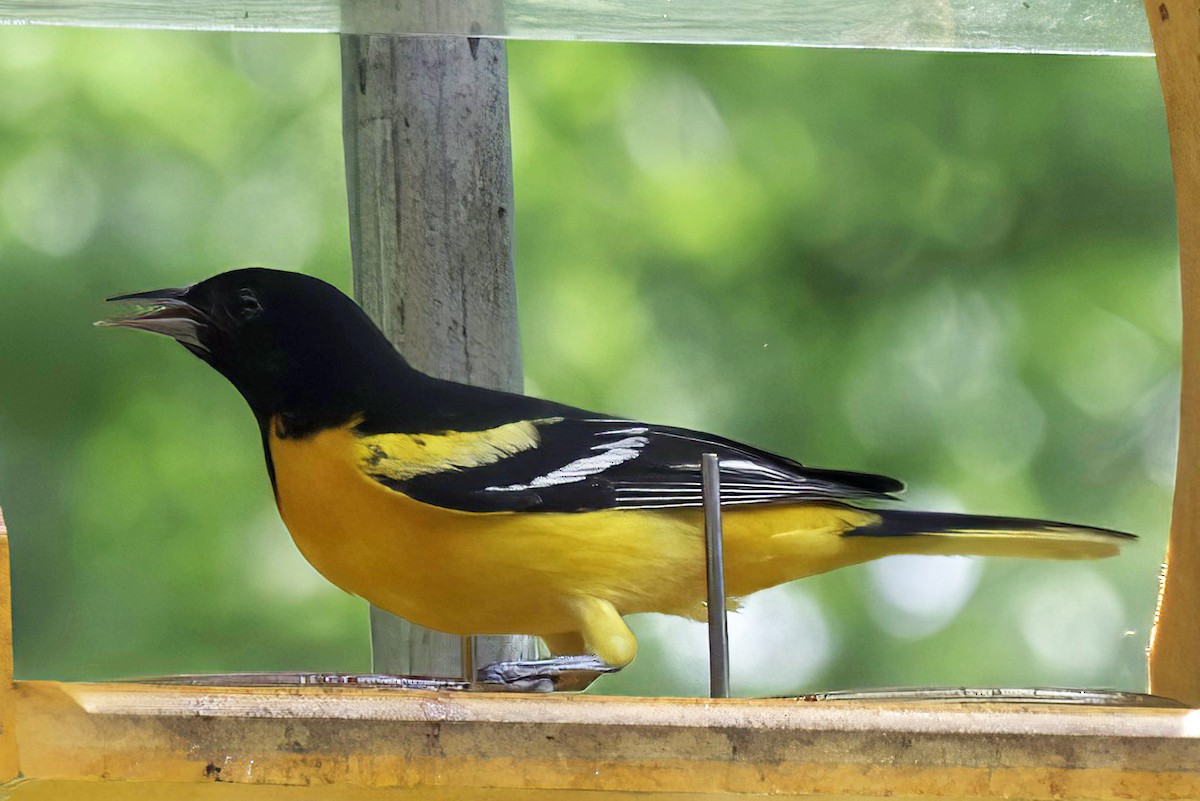 Baltimore Oriole - ML619341801