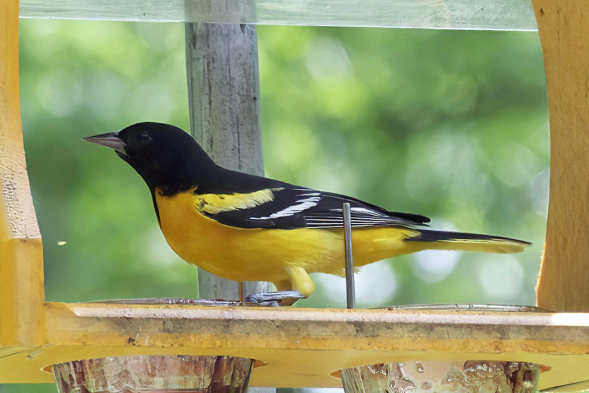 Baltimore Oriole - ML619341802