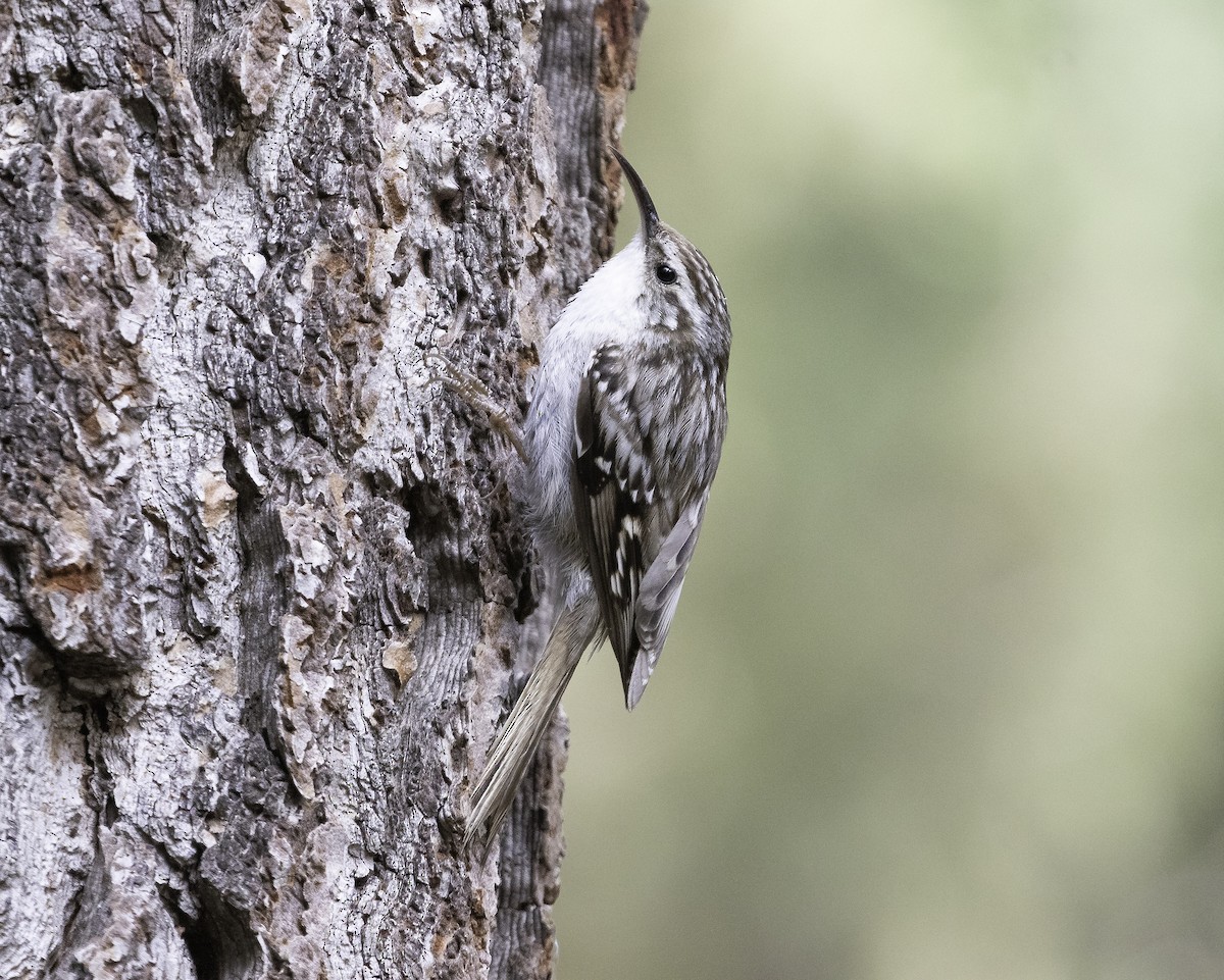 Short-toed Treecreeper - ML619341804