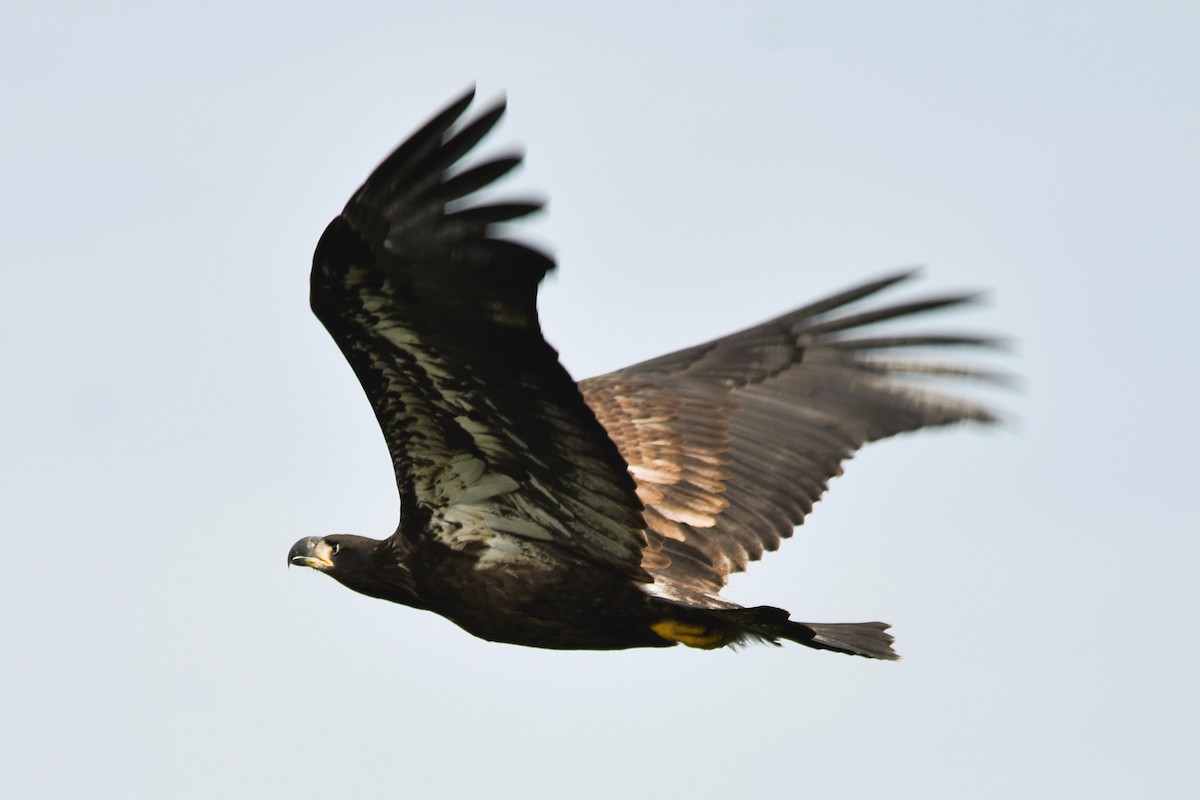 Bald Eagle - Mark Greene