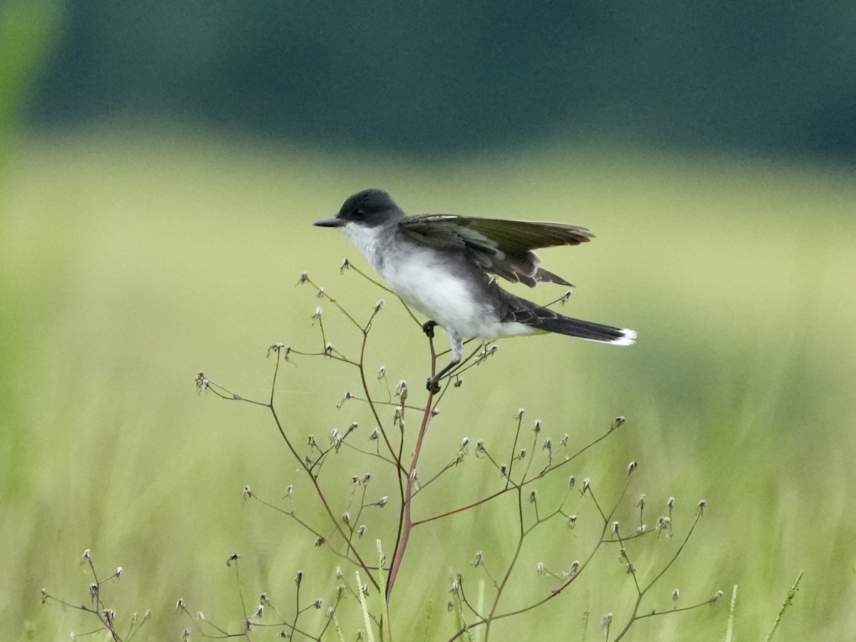 Eastern Kingbird - ML619341815