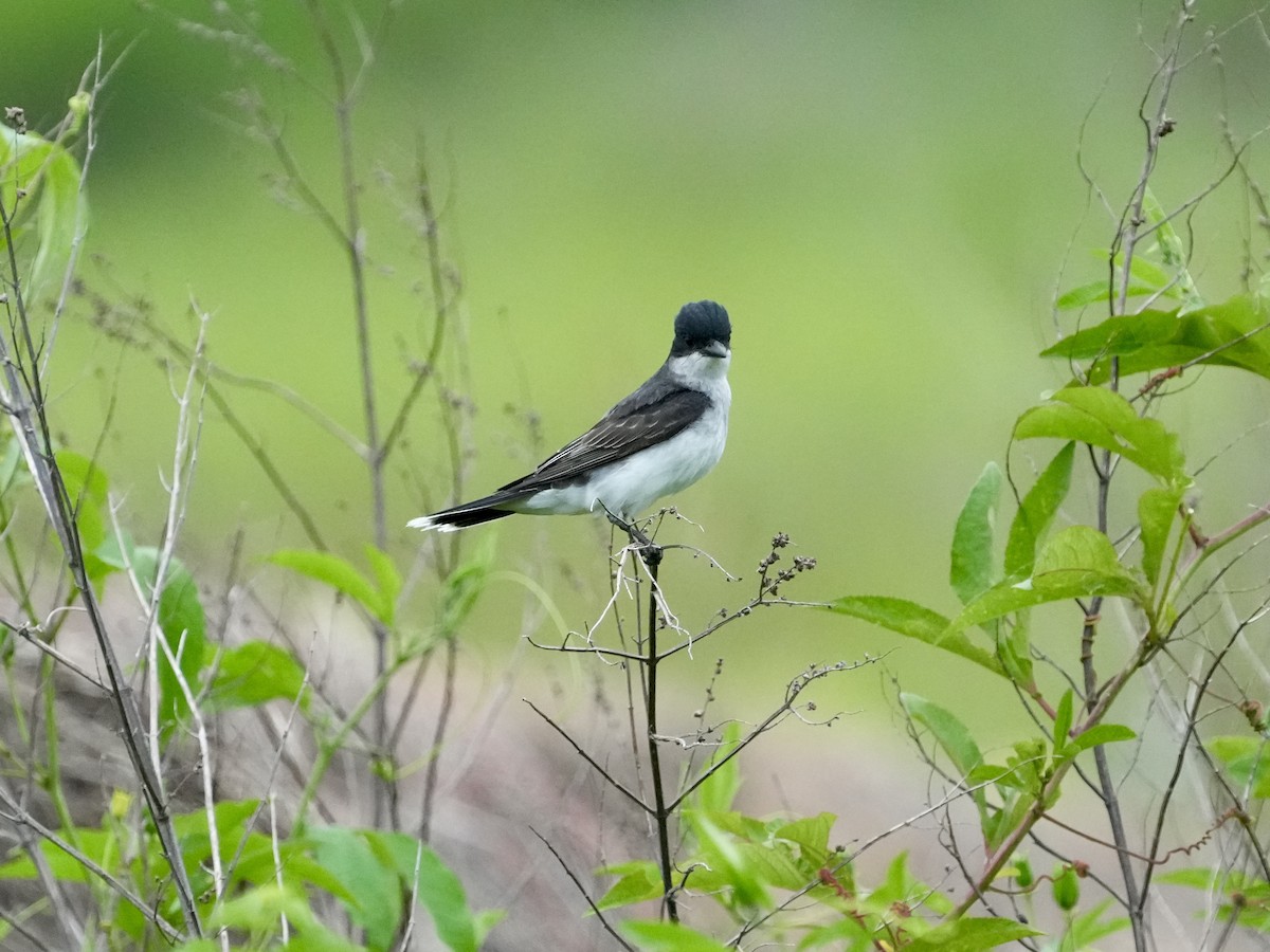 Eastern Kingbird - ML619341816