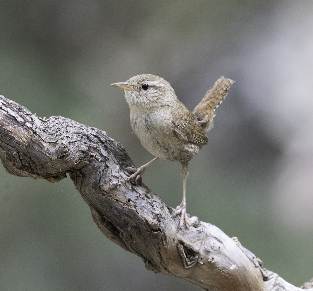 Eurasian Wren - ML619341829