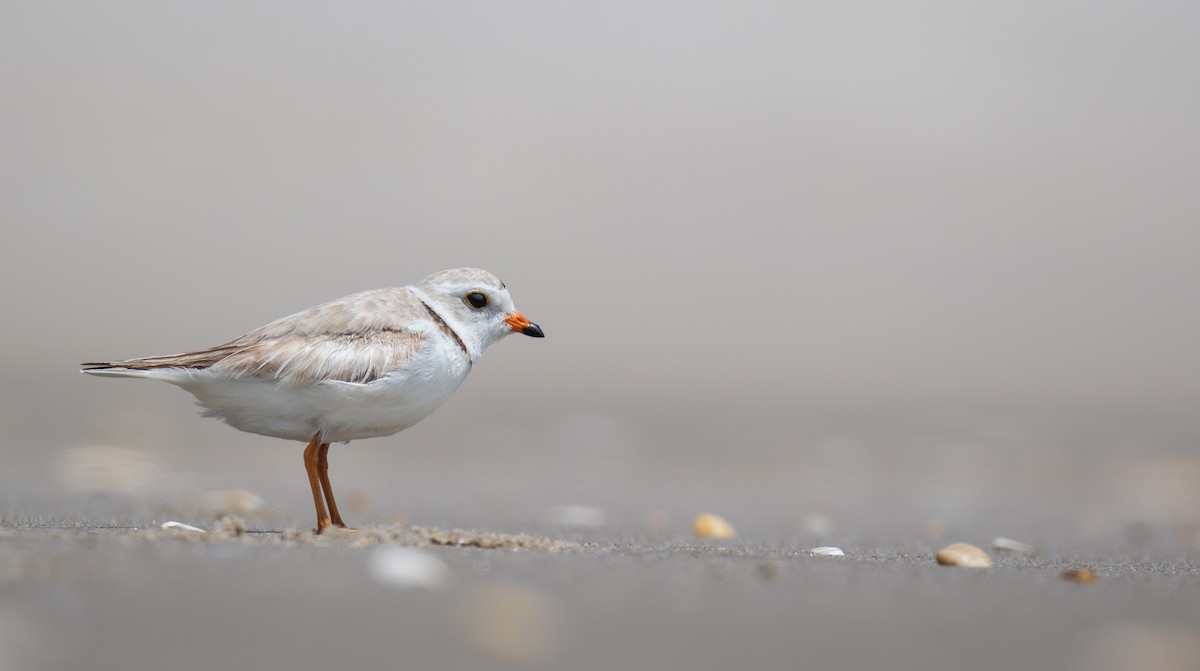 Piping Plover - Marc Brawer