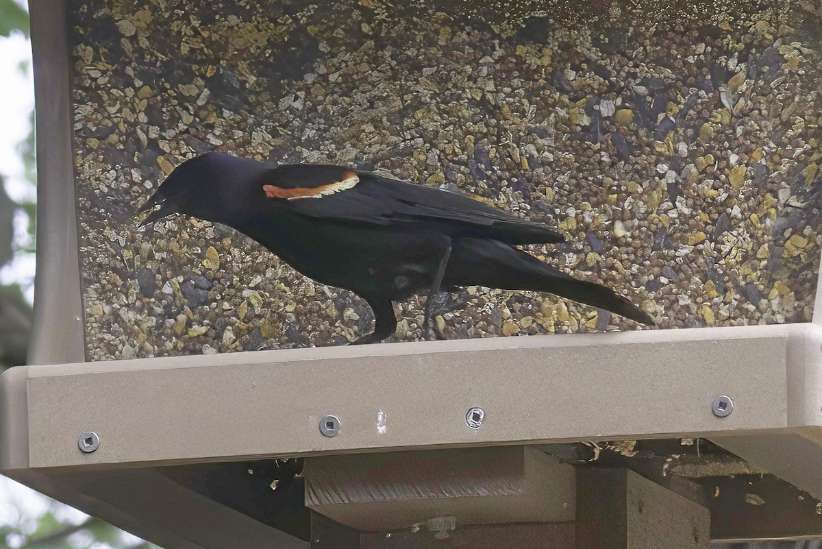 Red-winged Blackbird - ML619341837