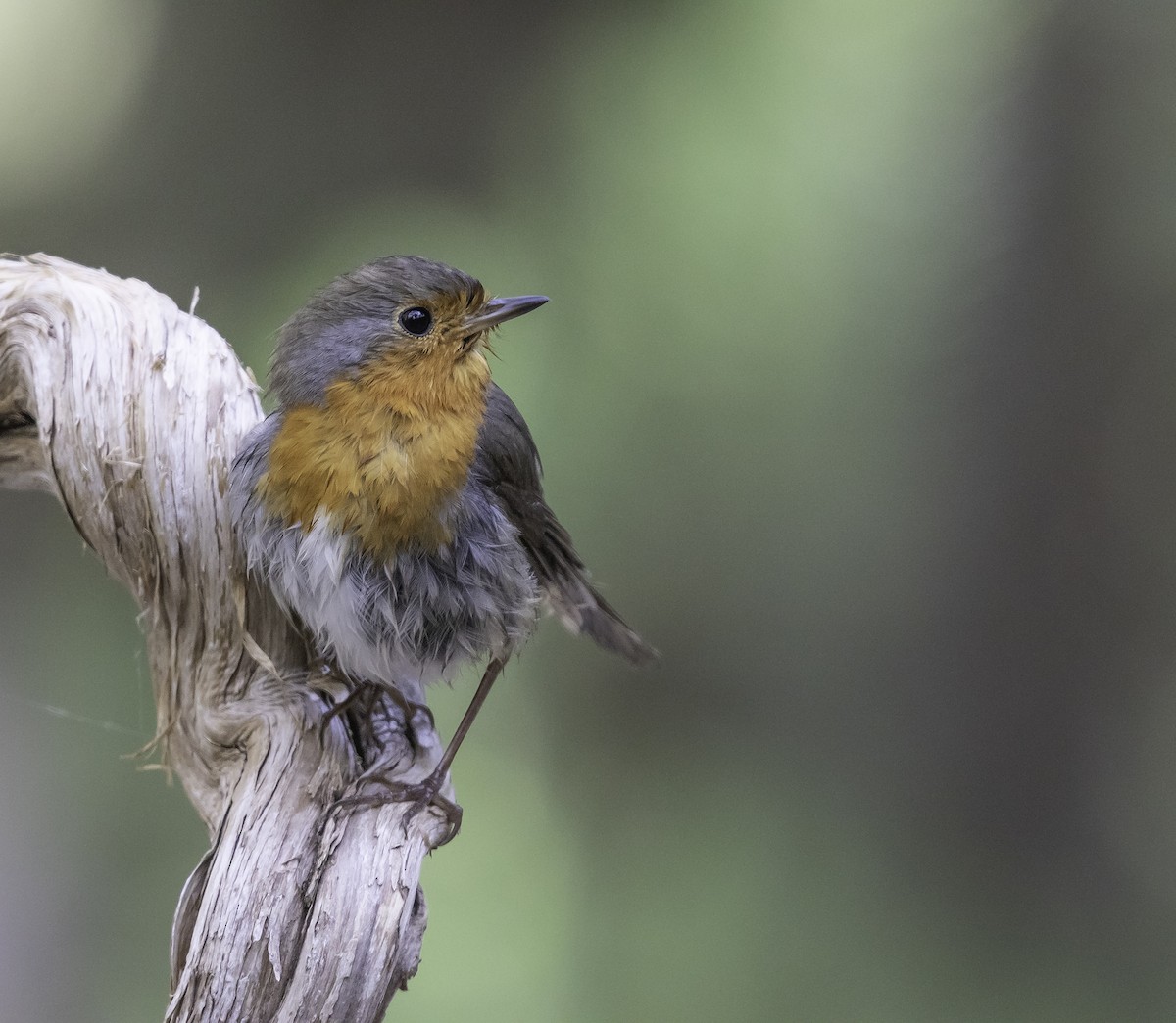 European Robin - ML619341843