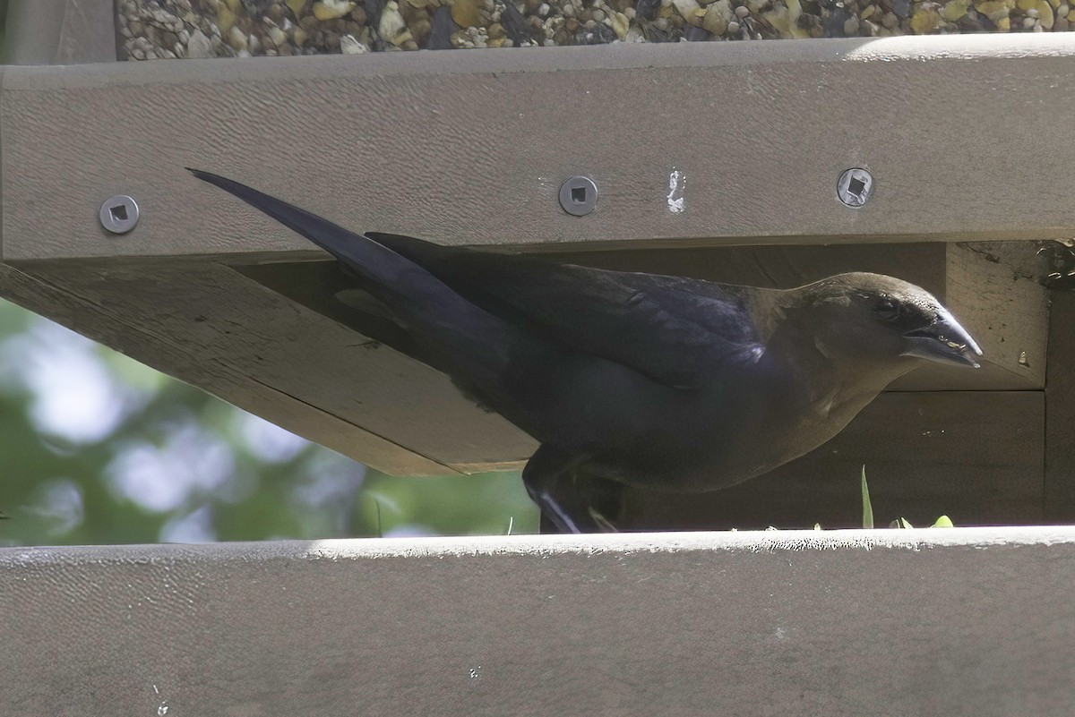 Brown-headed Cowbird - Jim Tonkinson